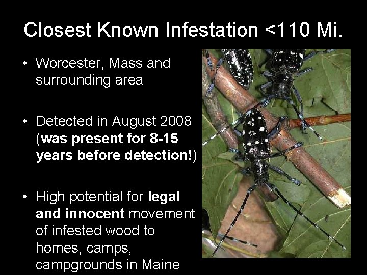 Closest Known Infestation <110 Mi. • Worcester, Mass and surrounding area • Detected in