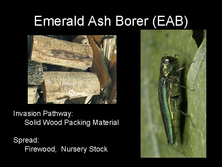 Emerald Ash Borer (EAB) Invasion Pathway: Solid Wood Packing Material Spread: Firewood, Nursery Stock