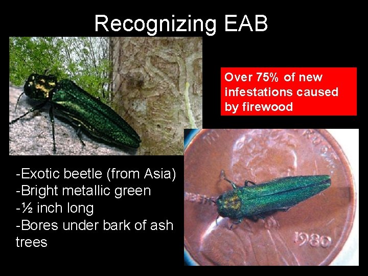 Recognizing EAB Over 75% of new infestations caused by firewood -Exotic beetle (from Asia)