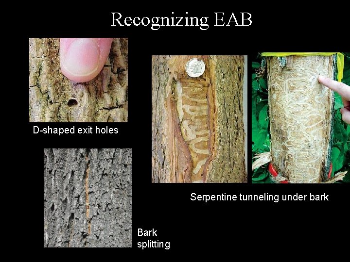 Recognizing EAB D-shaped exit holes Serpentine tunneling under bark Bark splitting 