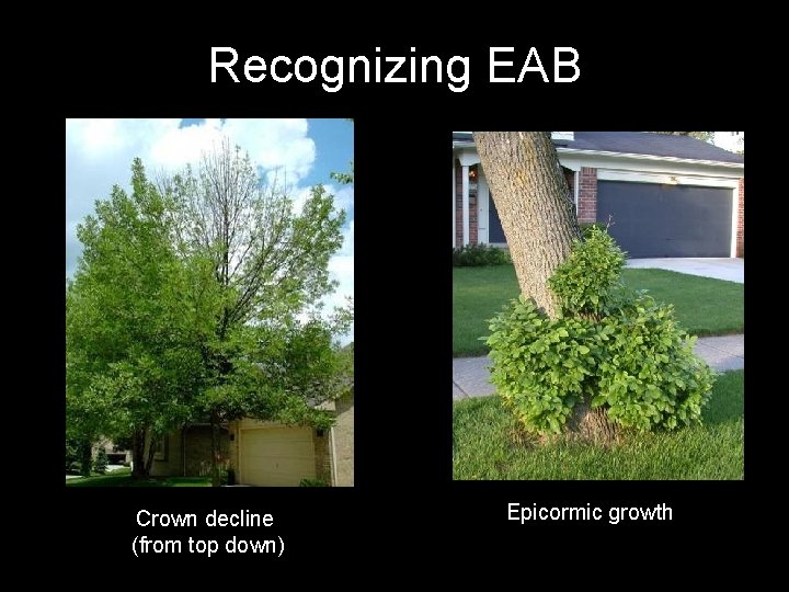 Recognizing EAB Crown decline (from top down) Epicormic growth 