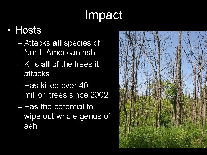 Impact • Hosts – Attacks all species of North American ash – Kills all