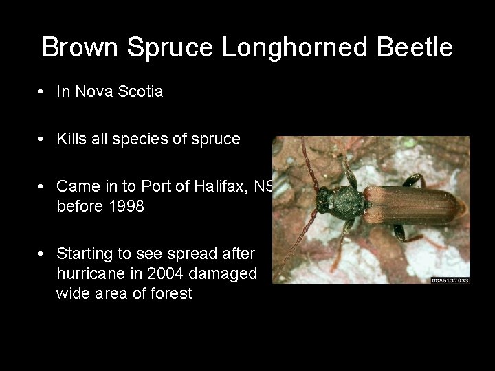 Brown Spruce Longhorned Beetle • In Nova Scotia • Kills all species of spruce