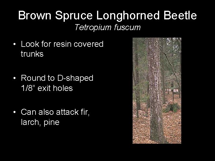 Brown Spruce Longhorned Beetle Tetropium fuscum • Look for resin covered trunks • Round