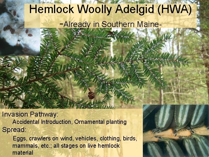 Hemlock Woolly Adelgid (HWA) -Already in Southern Maine- Invasion Pathway: Accidental Introduction, Ornamental planting