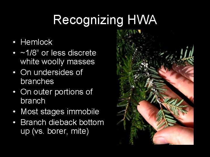 Recognizing HWA • Hemlock • ~1/8” or less discrete white woolly masses • On