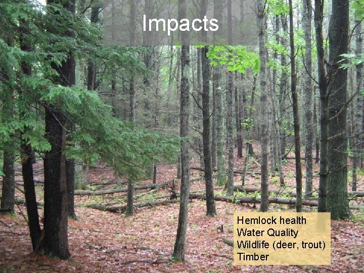 Impacts Hemlock health Water Quality Wildlife (deer, trout) Timber 