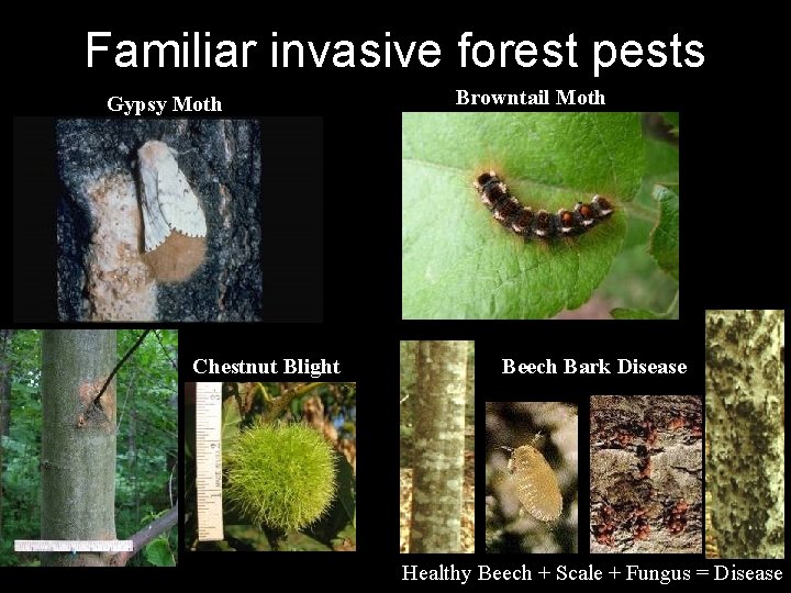 Familiar invasive forest pests Gypsy Moth Chestnut Blight Browntail Moth Beech Bark Disease Healthy