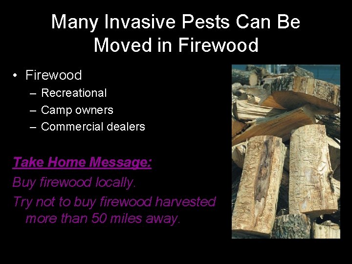 Many Invasive Pests Can Be Moved in Firewood • Firewood – Recreational – Camp