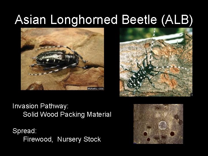Asian Longhorned Beetle (ALB) Invasion Pathway: Solid Wood Packing Material Spread: Firewood, Nursery Stock