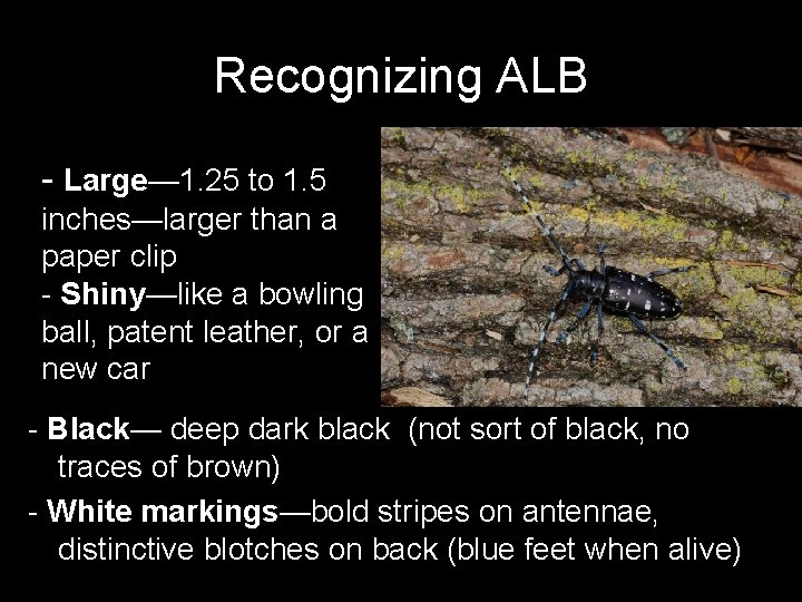 Recognizing ALB - Large— 1. 25 to 1. 5 inches—larger than a paper clip