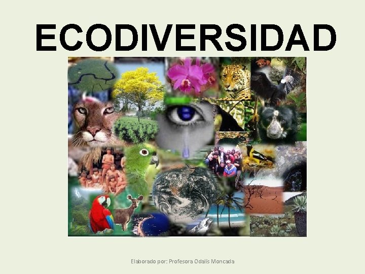 ECODIVERSIDAD Elaborado por: Profesora Odalis Moncada 