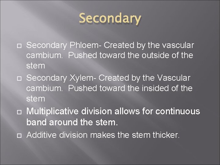 Secondary Phloem- Created by the vascular cambium. Pushed toward the outside of the stem