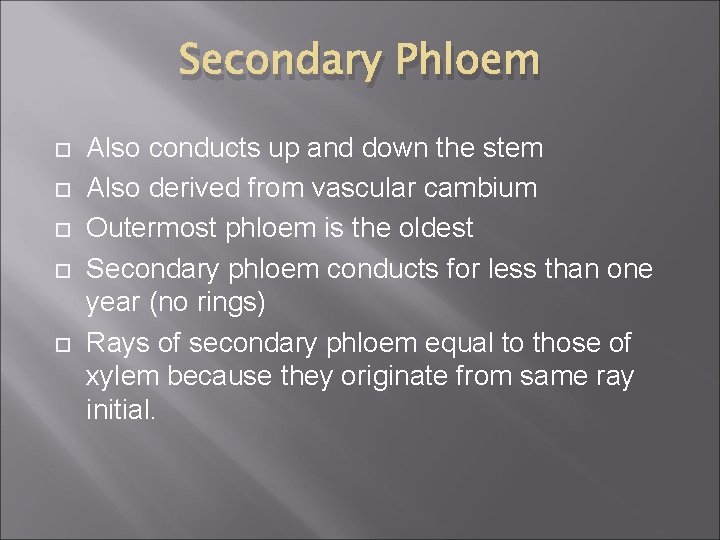 Secondary Phloem Also conducts up and down the stem Also derived from vascular cambium