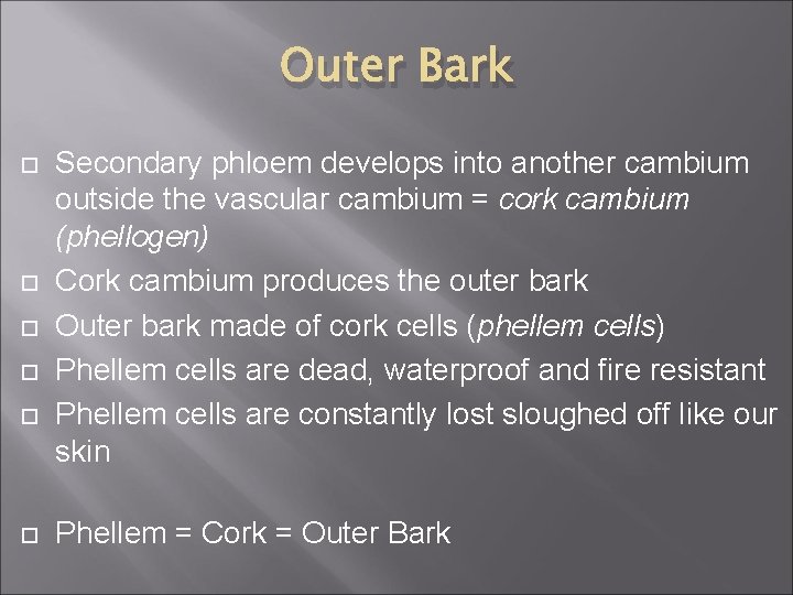 Outer Bark Secondary phloem develops into another cambium outside the vascular cambium = cork