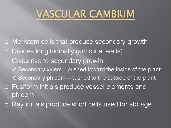VASCULAR CAMBIUM Meristem cells that produce secondary growth Divides longitudinally (anticlinal walls) Gives rise