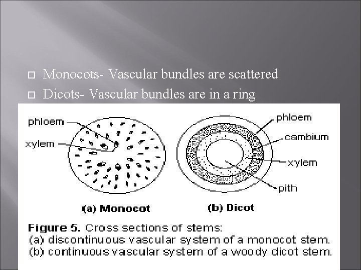  Monocots- Vascular bundles are scattered Dicots- Vascular bundles are in a ring 