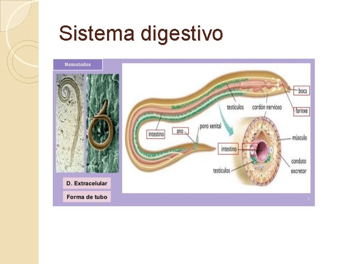 Sistema digestivo 