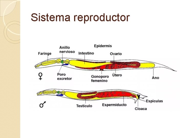 Sistema reproductor 