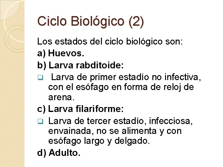 Ciclo Biológico (2) Los estados del ciclo biológico son: a) Huevos. b) Larva rabditoide: