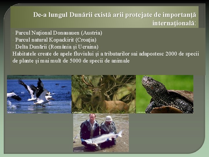 De-a lungul Dunării există arii protejate de importanţă internaţională: Parcul Naţional Donauauen (Austria) Parcul