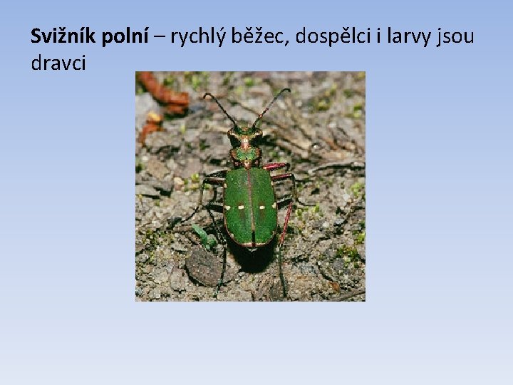 Svižník polní – rychlý běžec, dospělci i larvy jsou dravci 