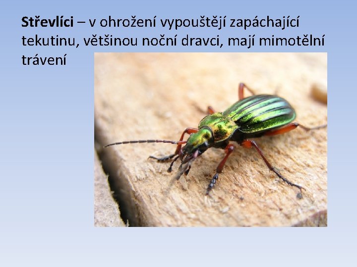 Střevlíci – v ohrožení vypouštějí zapáchající tekutinu, většinou noční dravci, mají mimotělní trávení 