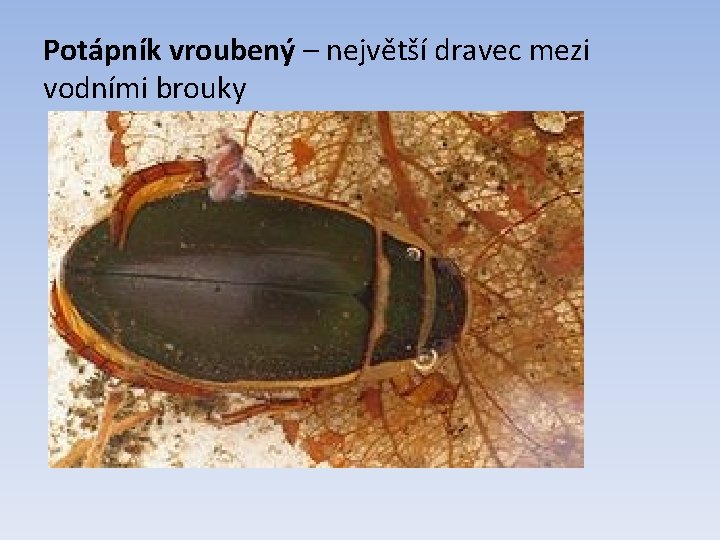 Potápník vroubený – největší dravec mezi vodními brouky 