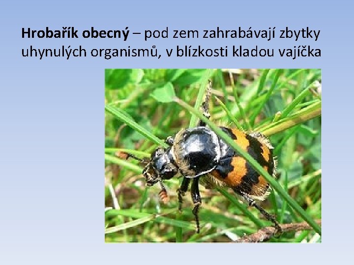 Hrobařík obecný – pod zem zahrabávají zbytky uhynulých organismů, v blízkosti kladou vajíčka 
