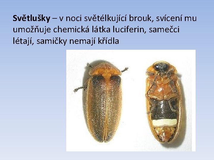 Světlušky – v noci světélkující brouk, svícení mu umožňuje chemická látka luciferin, samečci létají,