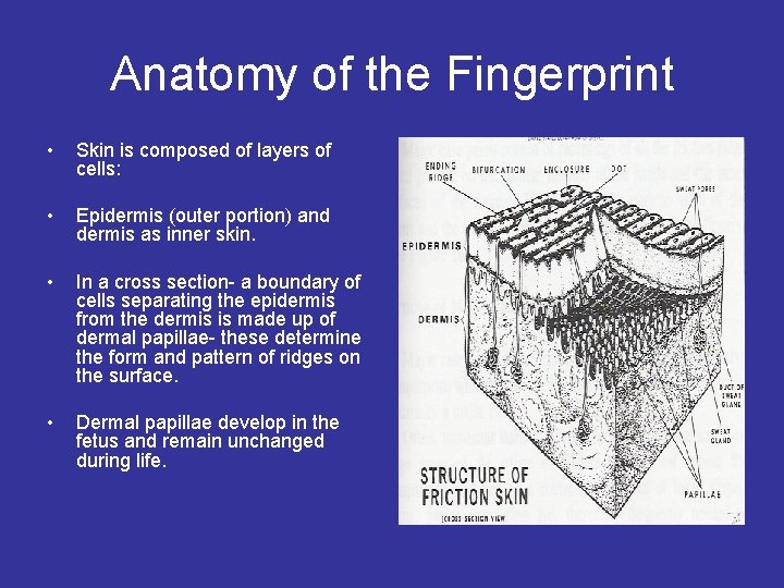 Anatomy of the Fingerprint • Skin is composed of layers of cells: • Epidermis