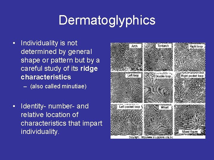 Dermatoglyphics • Individuality is not determined by general shape or pattern but by a