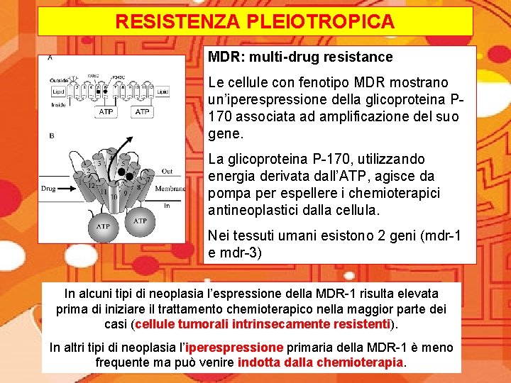 RESISTENZA PLEIOTROPICA MDR: multi-drug resistance Le cellule con fenotipo MDR mostrano un’iperespressione della glicoproteina