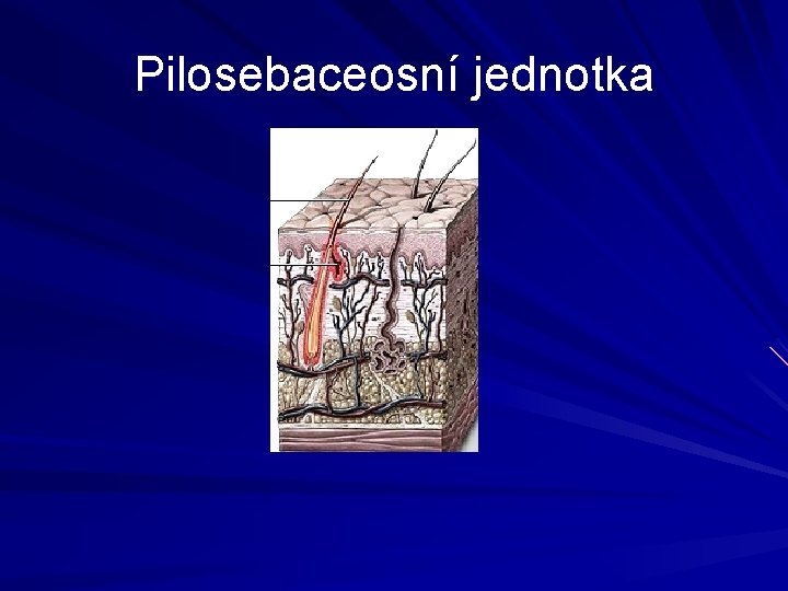 Pilosebaceosní jednotka Pilosebaceosní jednotka
