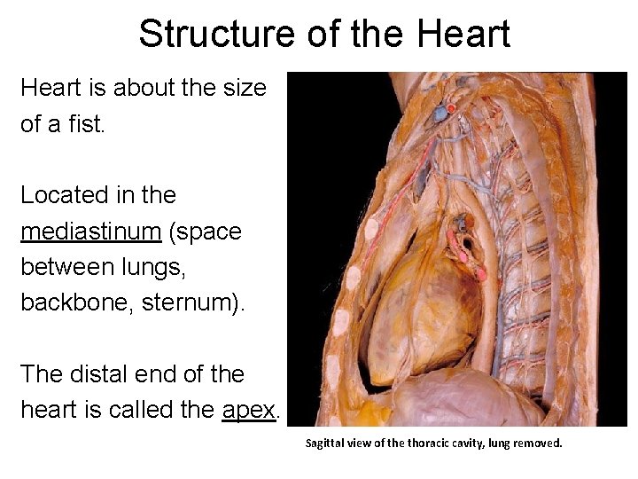 Structure of the Heart is about the size of a fist. Located in the