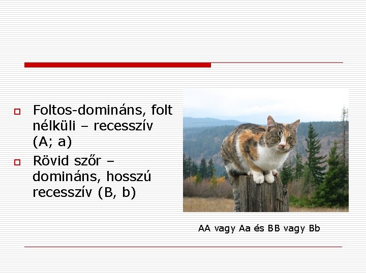 o o Foltos-domináns, folt nélküli – recesszív (A; a) Rövid szőr – domináns, hosszú