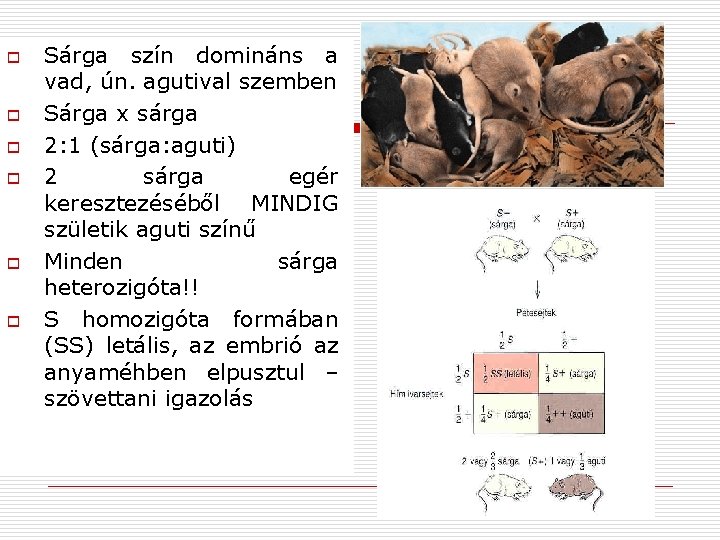 o o o Sárga szín domináns a vad, ún. agutival szemben Sárga x sárga