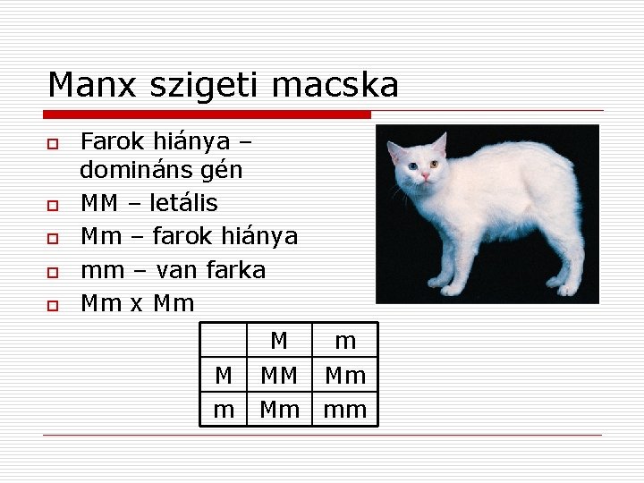 Manx szigeti macska o o o Farok hiánya – domináns gén MM – letális