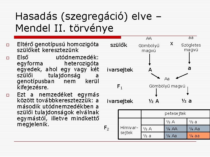 Hasadás (szegregáció) elve – Mendel II. törvénye o o o Eltérő genotípusú homozigóta szülőket