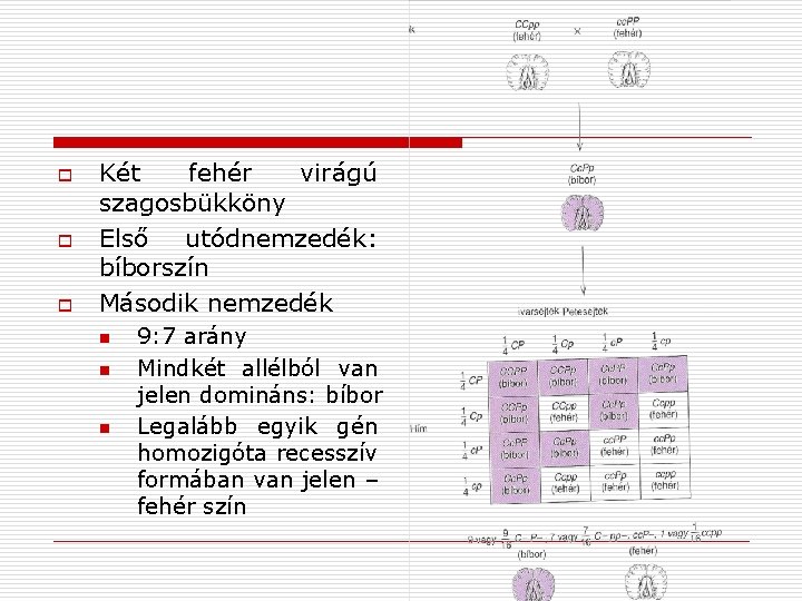 o o o Két fehér virágú szagosbükköny Első utódnemzedék: bíborszín Második nemzedék n n