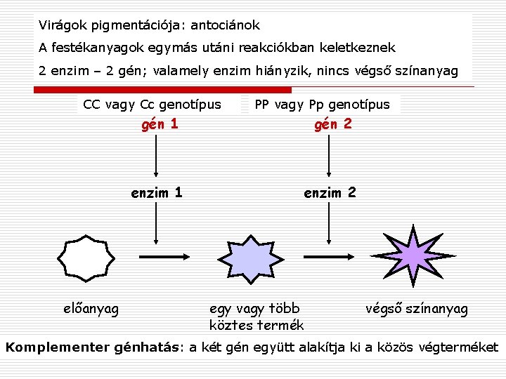 Virágok pigmentációja: antociánok A festékanyagok egymás utáni reakciókban keletkeznek 2 enzim – 2 gén;