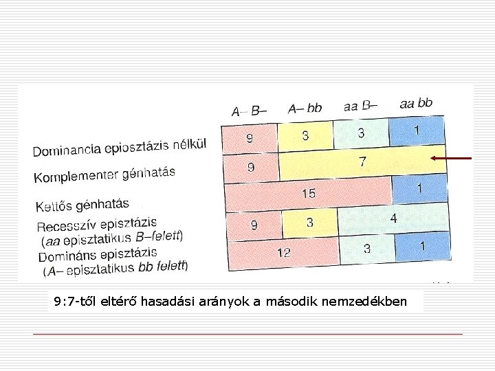 9: 7 -től eltérő hasadási arányok a második nemzedékben 