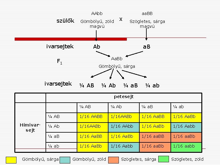 AAbb szülők ivarsejtek Szögletes, sárga magvú Ab a. B Aa. Bb F 1 ivarsejtek