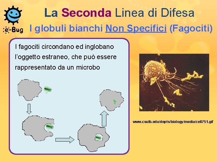 La Seconda Linea di Difesa I globuli bianchi Non Specifici (Fagociti) I fagociti circondano