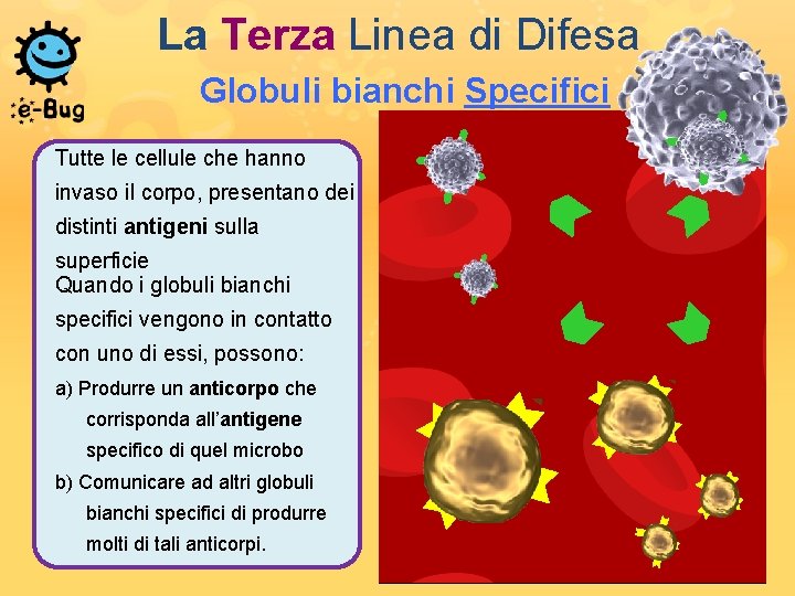 La Terza Linea di Difesa Globuli bianchi Specifici Tutte le cellule che hanno invaso