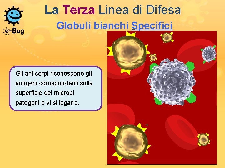 La Terza Linea di Difesa Globuli bianchi Specifici Gli anticorpi riconoscono gli antigeni corrispondenti