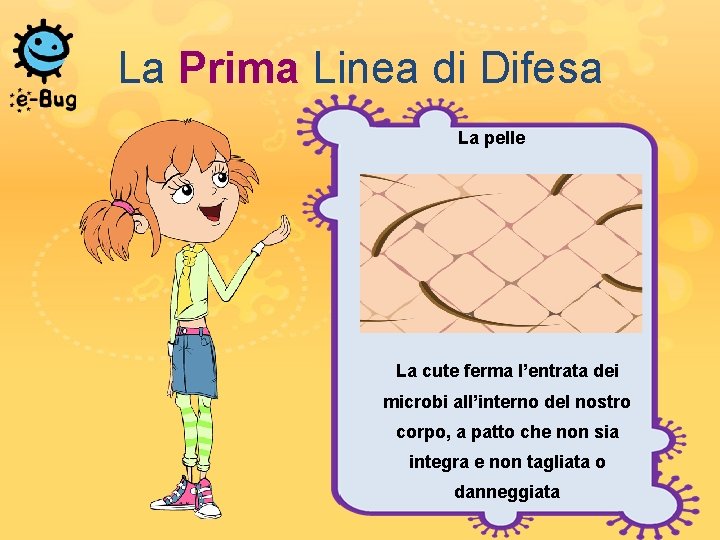 La Prima Linea di Difesa La pelle La cute ferma l’entrata dei microbi all’interno