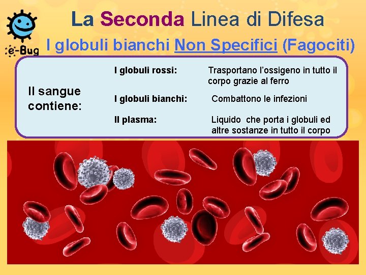 La Seconda Linea di Difesa I globuli bianchi Non Specifici (Fagociti) I globuli rossi: