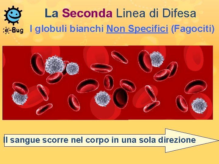La Seconda Linea di Difesa I globuli bianchi Non Specifici (Fagociti) Il sangue scorre