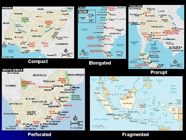 Compact Elongated Prorupt Perforated Fragmented 